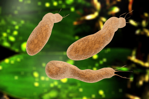 Helicobacter-Infektion – Was haben Magenbeschwerden mit Bakterien zu tun?