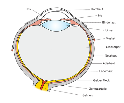 Abbildung: Aufbau des Auges