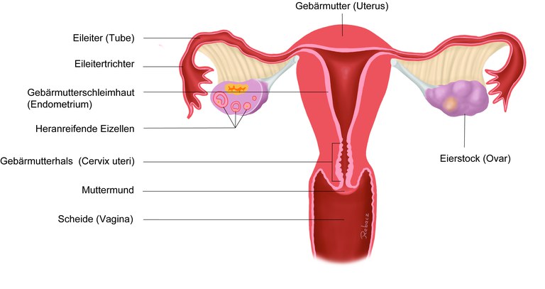 Eierstöcke entfernung gebärmutter und Gebärmutterentfernung •
